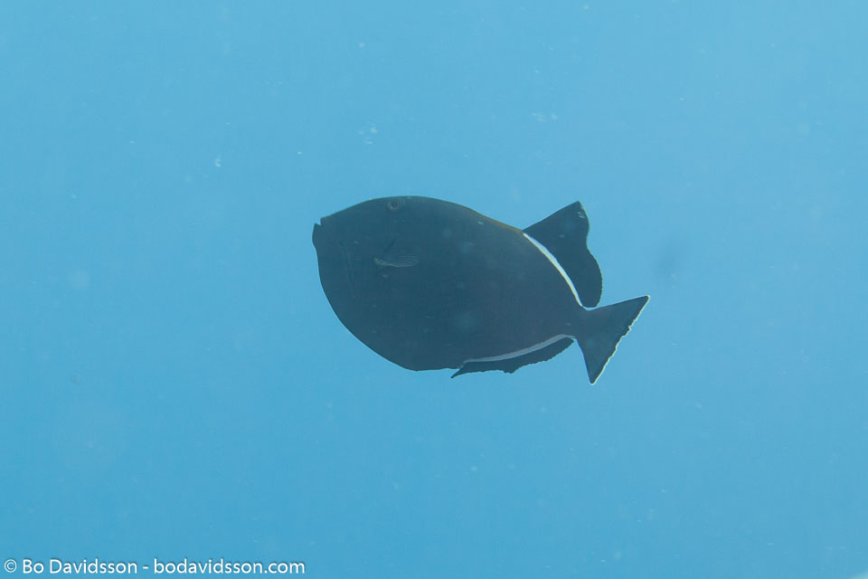 BD-150426-Maldives-8813-Melichthys-indicus.-Randall---Klausewitz.-1973-[Indian-triggerfish].jpg